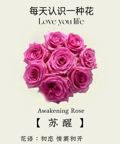 小众送妈妈的花有哪些花