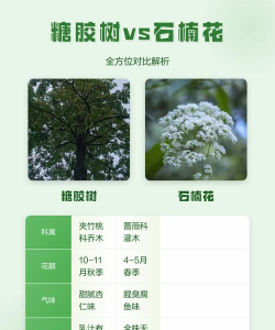 糖胶树和石楠的区别