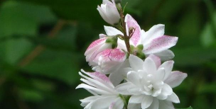 小众送妈妈的花有哪些花