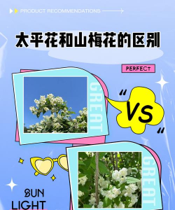 山梅花和太平花的区别