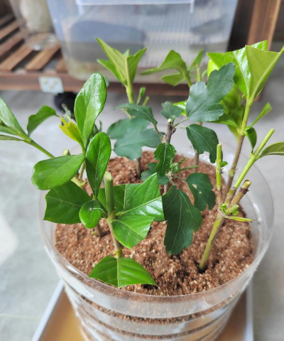 小众送妈妈的花有哪些花