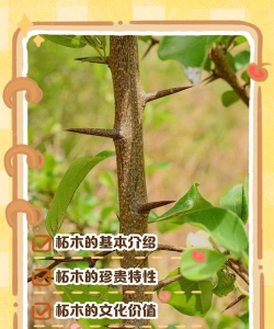 拓木树又叫什么树