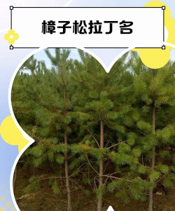 樟子松和胡杨哪个寿命长