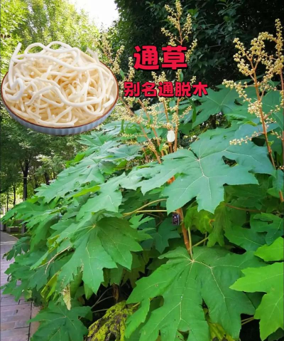 通草是什么样子的