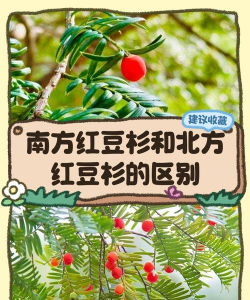 云南红豆杉和南方红豆杉的区别