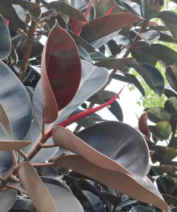 小众送妈妈的花有哪些花