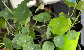 小众送妈妈的花有哪些花