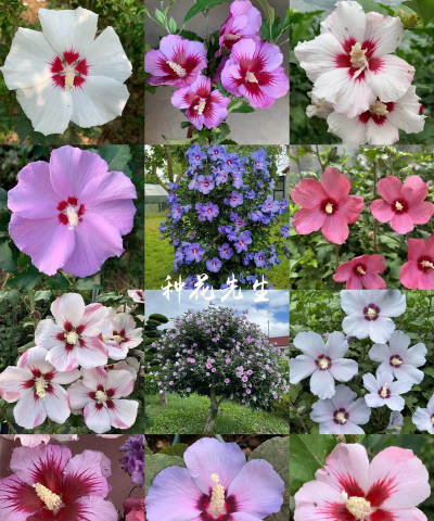 小众送妈妈的花有哪些花