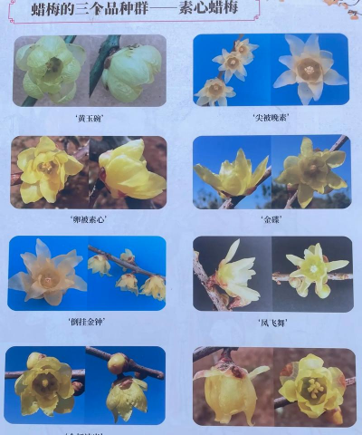 梅花什么品种最好