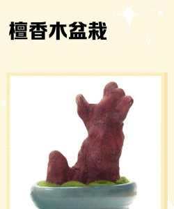 檀香木盆栽是活的吗