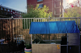 小众送妈妈的花有哪些花