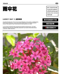 小众送妈妈的花有哪些花