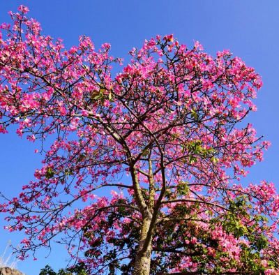 小众送妈妈的花有哪些花