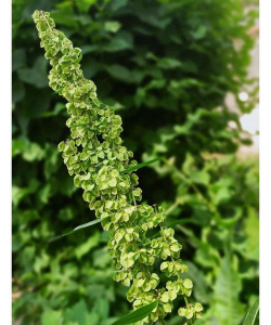 小众送妈妈的花有哪些花