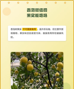 香泡树果实能吃吗