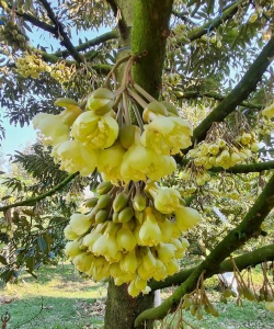 榴莲花是什么样子