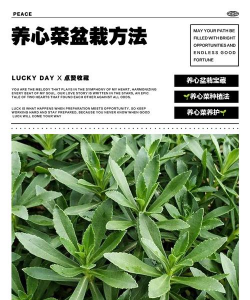 小众送妈妈的花有哪些花