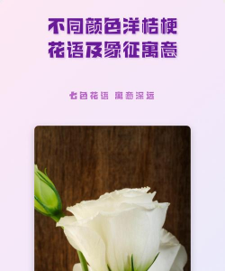 小众送妈妈的花有哪些花