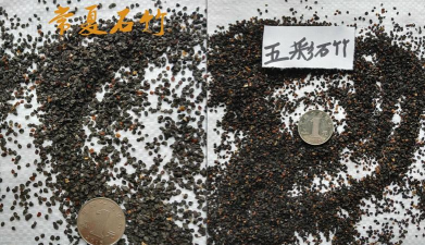 常夏石竹和五彩石竹的区别