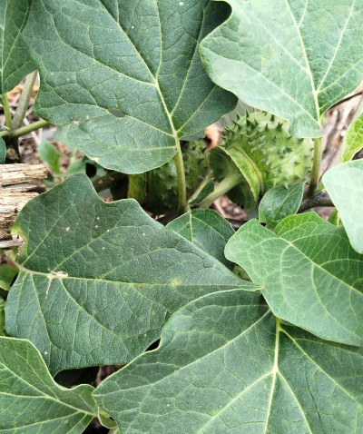 小众送妈妈的花有哪些花