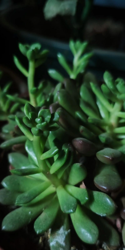 小众送妈妈的花有哪些花