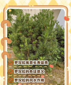 小叶罗汉松的象征意义是什么
