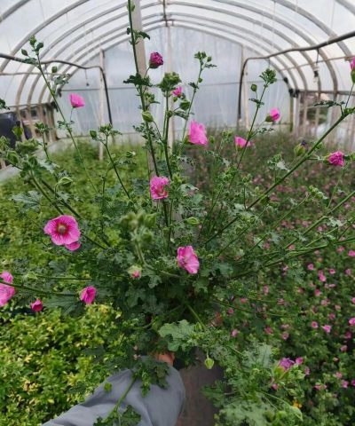 小众送妈妈的花有哪些花