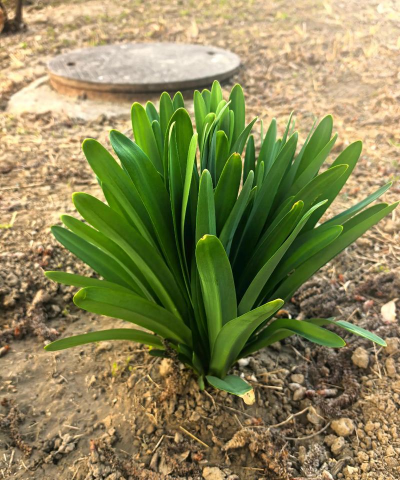 小众送妈妈的花有哪些花