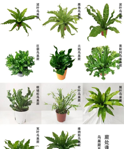 鸟巢蕨的主要品种