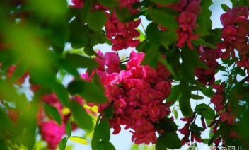 毛刺槐和香花槐区别