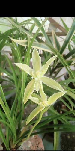 小众送妈妈的花有哪些花