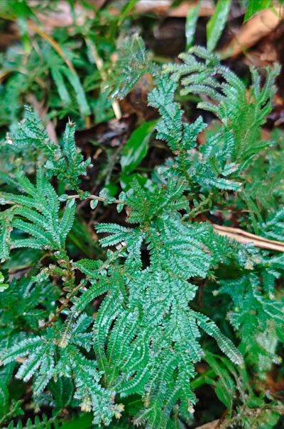 小众送妈妈的花有哪些花