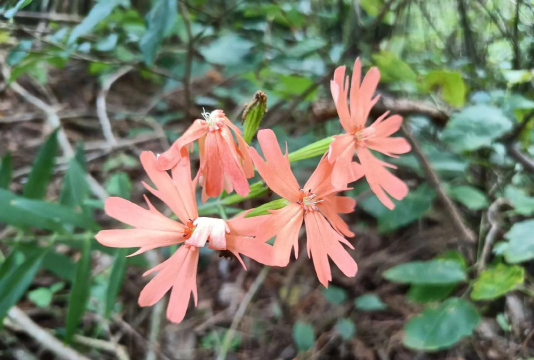 小众送妈妈的花有哪些花