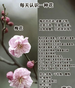 小众送妈妈的花有哪些花