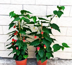 小众送妈妈的花有哪些花