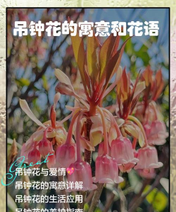 吊钟花的寓意和花语