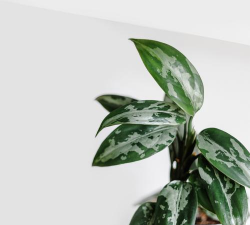 小众送妈妈的花有哪些花