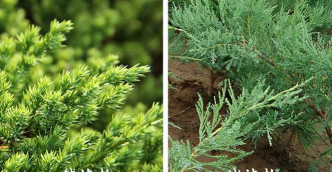 铺地柏和沙地柏的区别