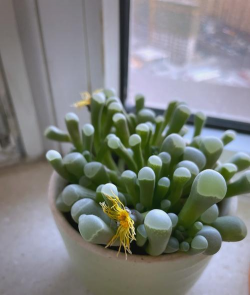 小众送妈妈的花有哪些花