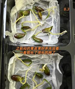 小众送妈妈的花有哪些花