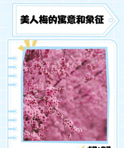 小众送妈妈的花有哪些花