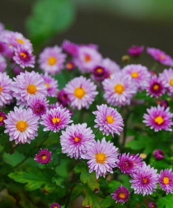 小众送妈妈的花有哪些花