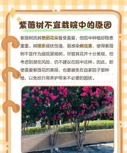 紫薇为什么不能种在家里