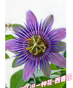 小众送妈妈的花有哪些花