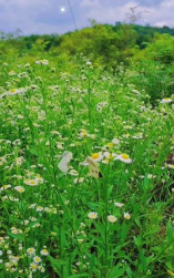 小众送妈妈的花有哪些花