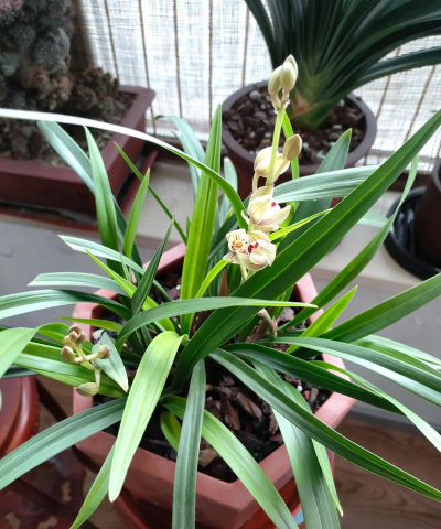 小众送妈妈的花有哪些花