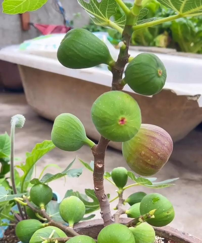 小众送妈妈的花有哪些花