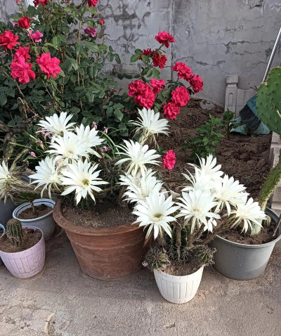 小众送妈妈的花有哪些花