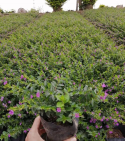 小众送妈妈的花有哪些花