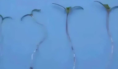 小众送妈妈的花有哪些花